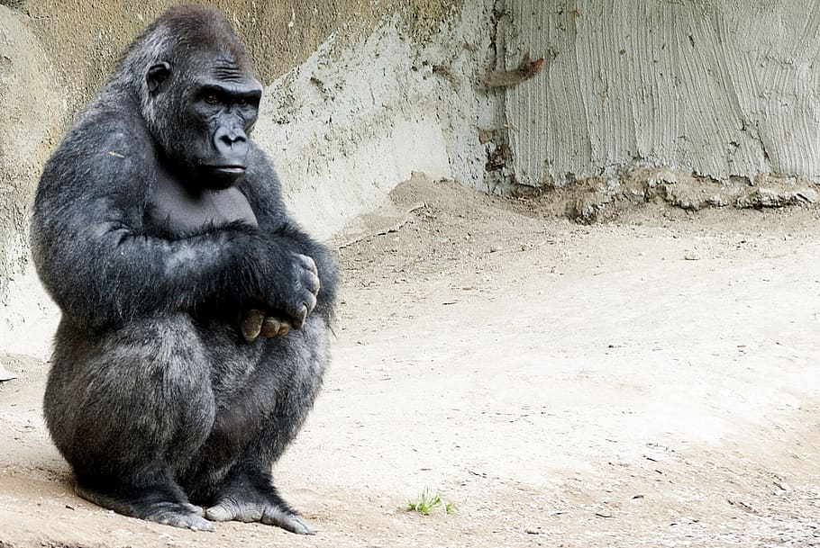 Gorilla, Affe, Affenmann, Zoo, Tiere, sitzen, Tierthemen, Tier, Säugetier, Tierwelt, ein Tier, Primas, Tiere in freier Wildbahn, Wirbeltier, Sitzung, Tag, keine Leute, Tiere in Gefangenschaft, Natur, schwarze Farbe, Entspannung, draußen, 4K