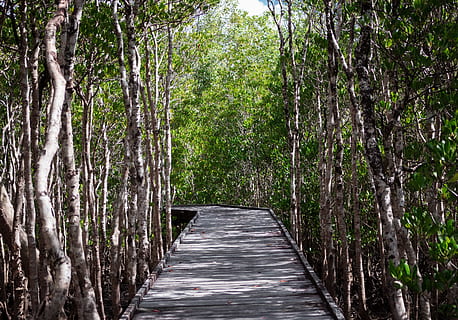 bosque, mangle, árbol, planta, dirección, el camino a seguir, tierra, naturaleza, tranquilidad, crecimiento, belleza en la naturaleza, el maletero, sendero, tronco de arbol, día, material de madera, nadie, escena tranquila, al aire libre, perspectiva decreciente, treelined, planta de bambú, largo, 5K, CC0, dominio público, libre de derechos