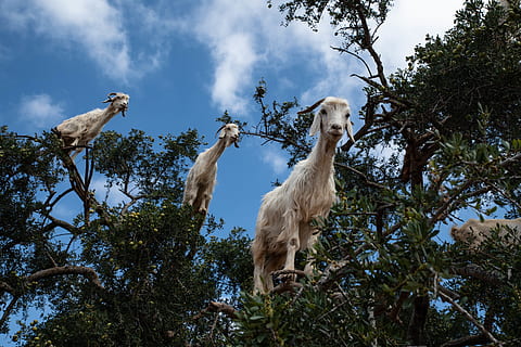 tres ovelles blanques, animal, ocell, cabra, mamífer, cabra de muntanya, vida salvatge, caní, gos, mascota, planta, cacatúa, lloro, ramat, mico, arbre, aus aquàtiques, tronc de l'arbre, llama, alpaca, volant, temes d'animals, cel, vertebrats, vista d’angle baix, animals domèstics, grup d’animals, nacional, mascotes, naturalesa, dos animals, dia, cap gent, núvol - cel, branca, fauna animal, família d’animals, herbívors, 8K, CC0, domini públic, lliure de regalies