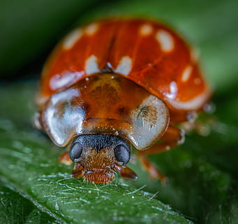 grunt, fokus fotografering, bille, bug, nærbilde, insekt, marihøne, litt, makro, ett dyr, dyre temaer, virvelløse, dyreliv, dyr, dyr i naturen, blad, plante del, ingen folk, selektiv fokusering, natur, fokusere på forgrunnen, dyr kroppsdel, oransje farge, dag, anlegg, utendørs, liten, 2K, CC0, offentlig domene, opphavsrett gratis
