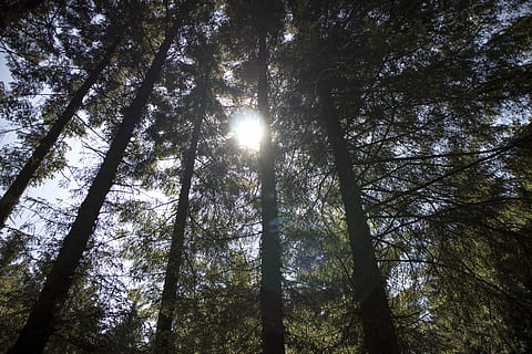 bajo, ángulo de disparo, arboles, ambiente, bosque, Tiro de ángulo bajo, perspectiva, silueta, árbol, planta, vista de ángulo bajo, el maletero, tronco de arbol, tierra, belleza en la naturaleza, tranquilidad, crecimiento, nadie, naturaleza, cielo, luz del sol, día, Dom, escena tranquila, al aire libre, altura maxima, destello de lente, copas de los árboles, transmisión, directamente debajo, planta de bambú, 5K, CC0, dominio público, libre de derechos