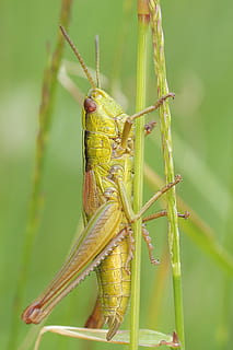 belalang hijau, merapatkan, serangga, makro, tema binatang, satwa liar hewan, hewan, satu binatang, binatang di alam liar, invertebrata, belalang, fokus pada latar depan, warna hijau, menanam, alam, tidak ada orang, hari, di luar rumah, bagian tubuh hewan, antena binatang, fokus selektif, batang tanaman, 4K, CC0, domain publik, bebas royalti