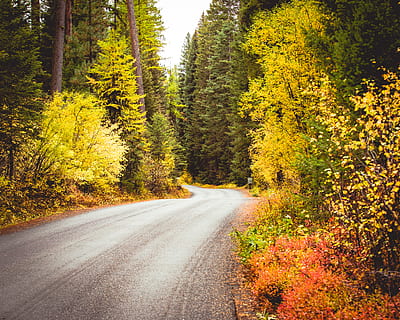 pavimento grigio, autunno, fogliame, strada, albero, autunnale, foresta, strada forestale, strada curva, strada sinuosa, pianta, mezzi di trasporto, bellezza nella natura, la strada davanti, direzione, natura, nessuno, modificare, crescita, la tranquillità, prospettiva decrescente, scena tranquilla, giorno, nazione, scena non urbana, terra, all'aperto, 5K, CC0, dominio pubblico, privo di copyright