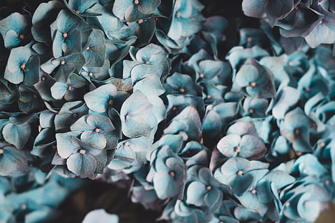 teal petaled flower, bunga, hydrangea, biru, wallpaper, bunga biru, tekstur, hd, bingkai penuh, kelimpahan, tidak ada orang, latar belakang, sekelompok besar objek, hari, merapatkan, fokus selektif, alam, di luar rumah, batu - benda, tampilan sudut tinggi, pola, batu, masih hidup, keindahan di alam, padat, kerikil, kesegaran, 5K, CC0, domain publik, bebas royalti