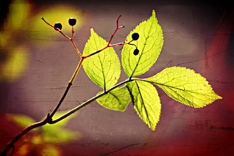 leaf, twig, nature, foliage, pattern, vein, green, sunlight, plant part, plant, no people, close-up, green color, day, growth, yellow, high angle view, outdoors, shadow, vignette, leaves, plant stem, beauty in nature, autumn, creativity, change, 4K, CC0, public domain, royalty free
