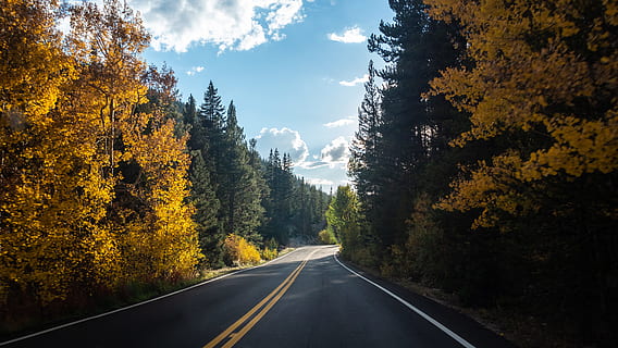 fotografia de paisagem, arvores, estrada, árvore, céu azul, nuvem, floresta, linha Amarela, viagem, folha, sai, outono, papel de parede, colorfull, aspen, Colorado, céu, dirigindo, natureza, rodovia, panorama, asfalto, ao ar livre, scenics, cena rural, ninguém, montanha, transporte, beleza na natureza, rua, cena não urbana, amarelo, Rapidez, EUA, azul, verão, curva, dia, luz solar, nuvem - céu, cor verde, linha divisória, rodovia de múltiplas faixas, Canadá, 5K, CC0, domínio público, royalty free