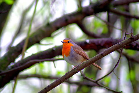 Robin, Vogel, Natur, Baum, wild, Tierthemen, hocken, Tierwelt, Tier, Tiere in freier Wildbahn, Wirbeltier, ein Tier, Ast, Pflanze, Fokus auf den Vordergrund, Tag, keine Leute, draußen, Schönheit in der Natur, orange Farbe, Flachwinkelansicht, 5K, CC0, gemeinfrei, lizenzfrei