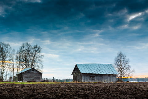 alberi accanto a casa, fienile, campo, albero, cielo, terreni agricoli, bosco, orizzonte, paesaggio, natura, architettura, di legno, tramonto, agricoltura, nube, cielo drammatico, tetto di lamiera, tetto, betulla, sera, ramo, scena rurale, azienda agricola, vecchio, legno - materiale, all'aperto, abbandonato, nessuno, struttura costruita, blu, rustico, autunno, scena non urbana, esterno dell'edificio, immagine a colori, Paesaggi, erba, intemperie, vecchio stile, 4K, CC0, dominio pubblico, privo di copyright