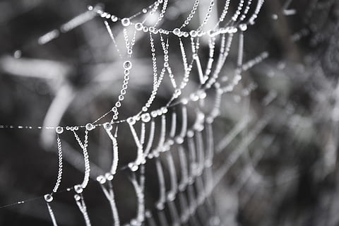 web, rugiada, Guazza, gocce di rugiada sul web, natura, immagine originale, concentrarsi sulle conoscenze acquisite, avvicinamento, far cadere, bagnato, nessuno, ragnatela, fragilità, messa a fuoco selettiva, giorno, acqua, vulnerabilità, all'aperto, modello, freschezza, pianta, modello naturale, complicazione, 4K, CC0, dominio pubblico, privo di copyright