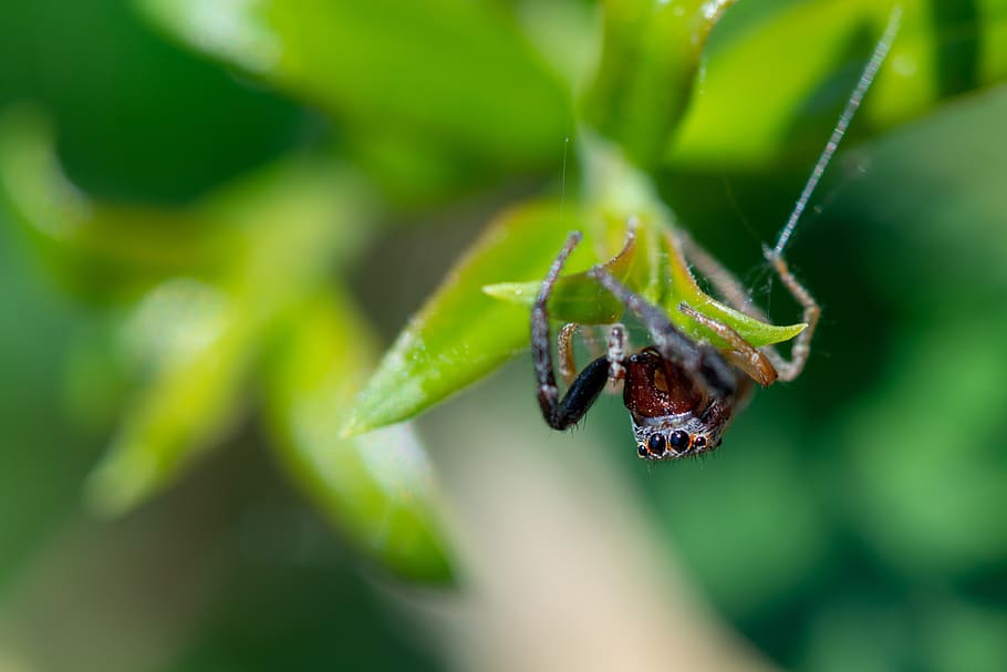 springende Spinne, Spinne, Insekt, Makro, Netz, Natur, Spinnentier, Tierwelt, Spinnennetz, Augen, behaart, Raubtier, Blatt, Reißzähne, ein Tier, wirbellos, Tiere in freier Wildbahn, Tierthemen, Tier, Nahansicht, grüne Farbe, Pflanzenteil, Fokus auf den Vordergrund, Tag, selektiver Fokus, Pflanze, Tierkörperteil, draußen, Gliederfüßer, Zoologie, Tierauge, 4K