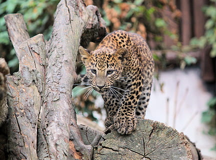Leopard, braun, Baum, katzenartig, Tier, große Katze, Tierthemen, Säugetier, Katze, ein Tier, Tierwelt, Tiere in freier Wildbahn, Fleischfresser, keine Leute, Wirbeltier, Fokus auf den Vordergrund, beschmutzt, Haustiere, Natur, Tag, Entspannung, Whisker, 4K, CC0, gemeinfrei, lizenzfrei