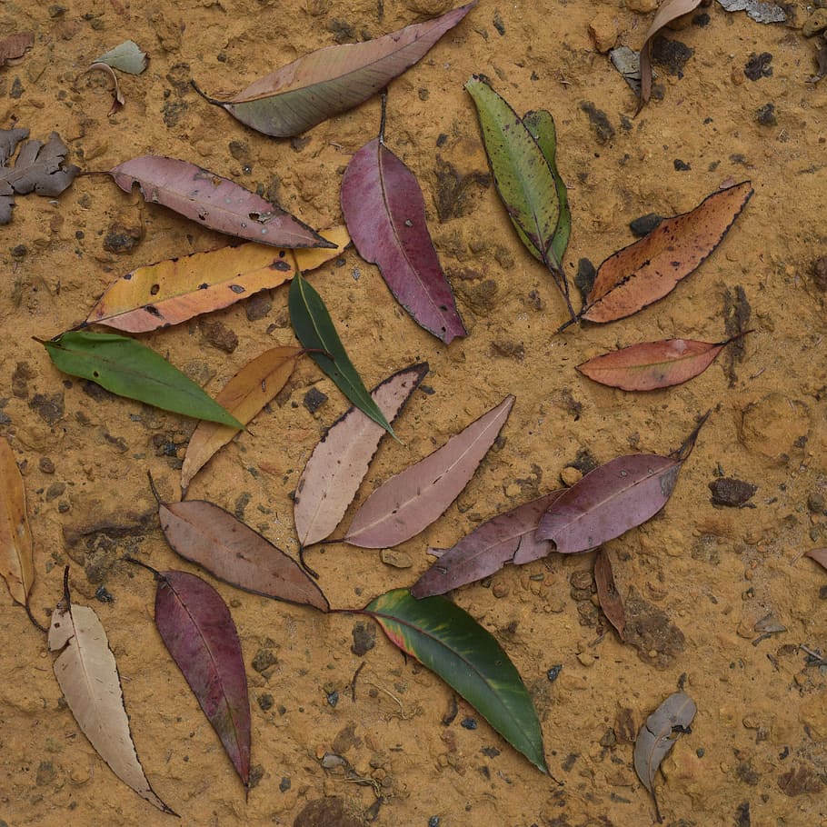 blad, plante, jord, fisk, dyr, træ, blade, eukalyptus, Australien, natur, Brun, cricket insekt, insekt, hvirvelløse, kronblad, blomst, blomstre, mad, yams, plante del, efterår, ingen mennesker, lave om, høj vinkel visning, tør, direkte over, tæt på, skønhed i naturen, sårbarhed, stor gruppe af objekter, skrøbelighed, dag, stilleben, faldende, udendørs, lilla, 4K