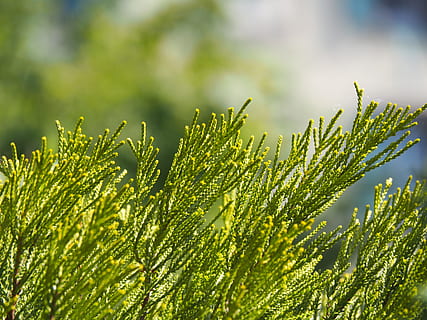 prim plan, natură, frunze, model, estompa, textură, natural, în aer liber, plantă, creştere, Culoarea verde, frumusețe în natură, nici o persoana, a închide, mediu inconjurator, camp, prospeţime, selectiv, parte a plantelor, zi, lumina soarelui, liniște, teren, vară, agricultură, luminos, 4K, CC0, domeniu public, fără drepturi de autor