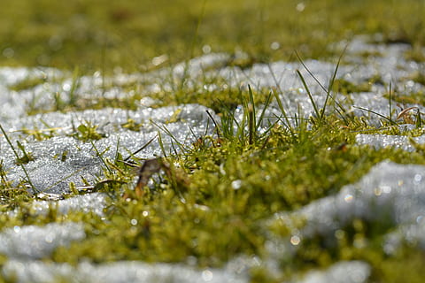 grass, snow, spring, light, blade of grass, nature, meadow, green, season, frost, cold, winter, selective focus, plant, green color, no people, animal themes, close-up, animal, environment, cold temperature, beauty in nature, growth, animal wildlife, one animal, land, field, outdoors, 5K, CC0, public domain, royalty free