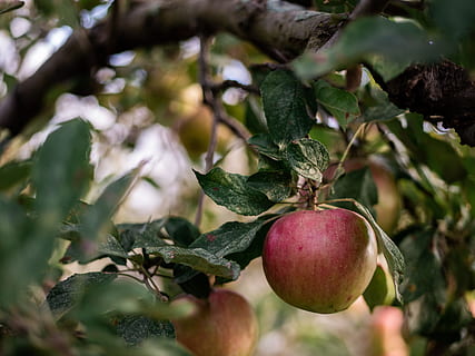 rot, Grün, Apfel, hängend, Baum, Blatt, Blätter, Ernte, Herbst, fallen, draußen, Obst, Garten, Obstgarten, gesund, roter Apfel, draussen, Morgen, organisch, Ast, Apfelbaum, Natur, Lebensmittel, Landwirtschaft, Apfel - Frucht, reif, Frische, gesundes Essen, Sommer-, Wachstum, grüne Farbe, Bauernhof, Pflanze, Nahansicht, Jahreszeit, vegetarisches Essen, Gartenarbeit, Apfelplantage, keine Leute, Gemüsegarten, Essen und Trinken, 5K, CC0, gemeinfrei, lizenzfrei