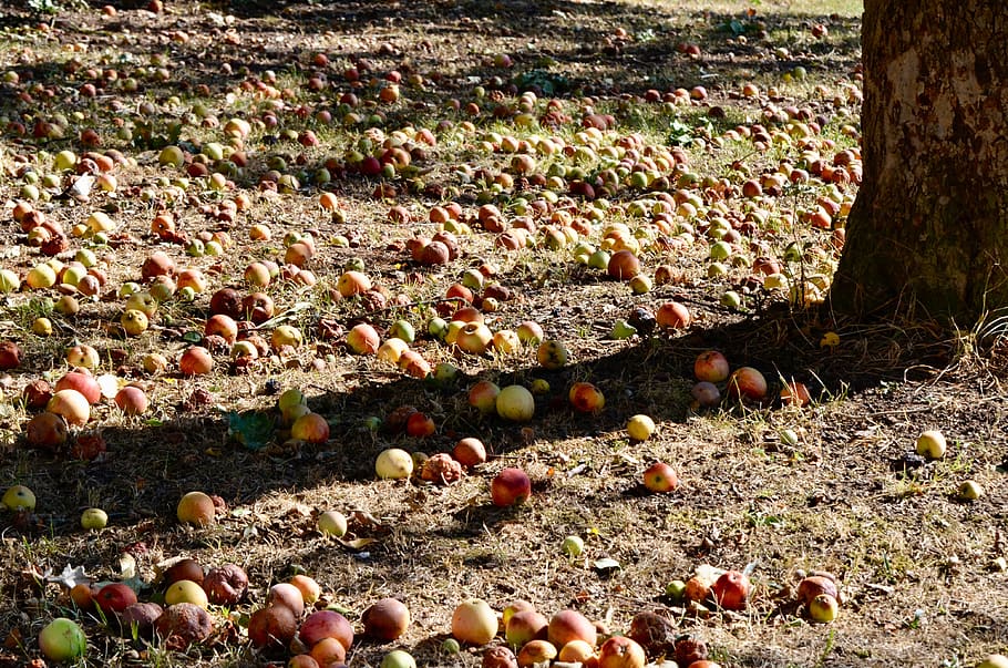 inesperat, tardor, fruita, poma, sol, llum, horta, madur, apfelernte, pomera, arbre fruiter, menjar, menjar i beguda, terra, alimentació saludable, dia, naturalesa, camp, frescor, cap gent, abundància, benestar, planta, agricultura, a l'aire lliure, full, gran grup d'objectes, llum solar, part de la planta, vegetals, 4K