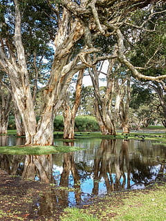 arboles, parque, reflexión, todavía, naturaleza, al aire libre, luz moteada, bosque, ramas, ladrar, agua, estanque, lago, árbol, planta, tranquilidad, el maletero, tronco de arbol, belleza en la naturaleza, nadie, escena tranquila, crecimiento, día, paisajes - naturaleza, frente al mar, 2K, CC0, dominio público, libre de derechos