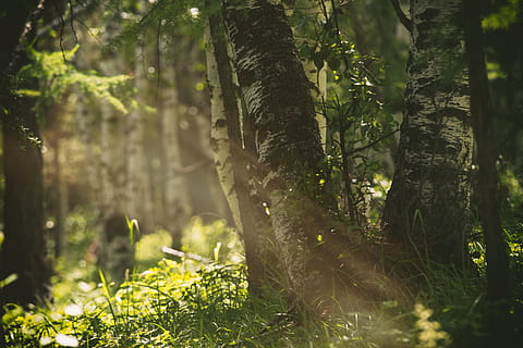 els raigs del sol, el pas, arbre forestal, bosc, arbre, planta, naturalesa, llum solar, vegetació, a l'aire lliure, terra, flora, mongolia, ulaanbaatar, jungla, llum, verd, raig, selva tropical, bedoll, conífera, grava, Carretera bruta, tronc de l'arbre, tronc, creixement, bellesa a la natura, tranquil·litat, dia, color verd, cap gent, escena tranquil·la, centrar-se en primer pla, escena no urbana, enfocament selectiu, 5K, CC0, domini públic, lliure de regalies