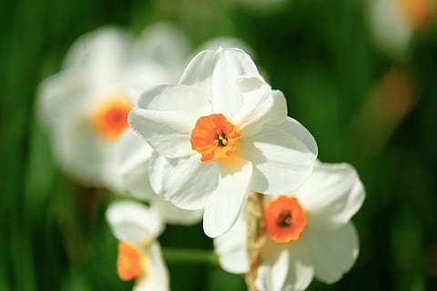 narcis, floare, alb, primăvară, înflorit, ierburi, planta cu flori, fragilitate, prospeţime, vulnerabilitate, petală, plantă, frumusețe în natură, cap de floare, a închide, inflorescenţă, să se concentreze asupra primelor elemente, creştere, culoare alba, natură, polen, zi, nici o persoana, în aer liber, selectiv, 4K, CC0, domeniu public, fără drepturi de autor