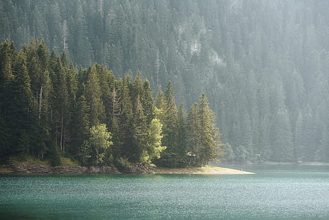 grüner Wald, Baum, Pflanze, Natur, abies, Tanne, Wasser, draußen, Nadelbaum, Montenegro, zabljak, Land, See, Kiefer, Landschaft, Berg, Küstenlinie, Insel, Vegetation, Ozean, Meer, Schönheit in der Natur, Ruhe, Szenen - Natur, ruhige Szene, Nicht-städtische Szene, Ufergegend, idyllisch, keine Leute, Wachstum, Tag, Wald, Fernbedienung, 5K, CC0, gemeinfrei, lizenzfrei