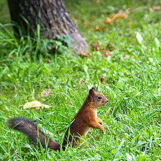 esquirol, primer pla, sciurus, mamífer, verd, cua, marró, pell, criatura, herba, gris, esponjós, bonic, , jardí, a l'aire lliure, pelut, naturalesa, animal, rosegador, vida salvatge, temes d'animals, planta, color verd, fauna animal, camp, un animal, terra, animals a la natura, vertebrats, dia, creixement, cap gent, vista lateral, centrar-se en primer pla, herbívors, vista del perfil, 1080P, CC0, domini públic, lliure de regalies