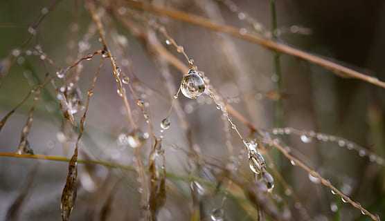 Makrofotografie, Wassertropfen, braun, Zweige, tagsüber, Nahansicht, Tau, Gras, Makro, nass, Pflanze, fallen, Natur, Wasser, keine Leute, Fokus auf den Vordergrund, Baum, Tag, selektiver Fokus, Zerbrechlichkeit, Schönheit in der Natur, Ast, draußen, Ruhe, Spinnennetz, Zweig, Reinheit, 5K, CC0, gemeinfrei, lizenzfrei