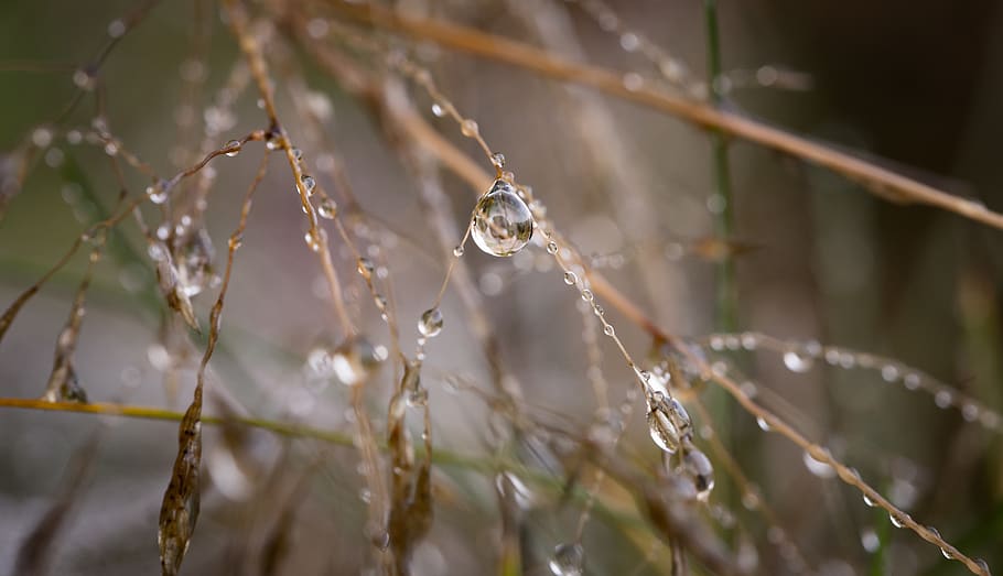 Makrofotografie, Wassertropfen, braun, Zweige, tagsüber, Nahansicht, Tau, Gras, Makro, nass, Pflanze, fallen, Natur, Wasser, keine Leute, Fokus auf den Vordergrund, Baum, Tag, selektiver Fokus, Zerbrechlichkeit, Schönheit in der Natur, Ast, draußen, Ruhe, Spinnennetz, Zweig, Reinheit, 5K