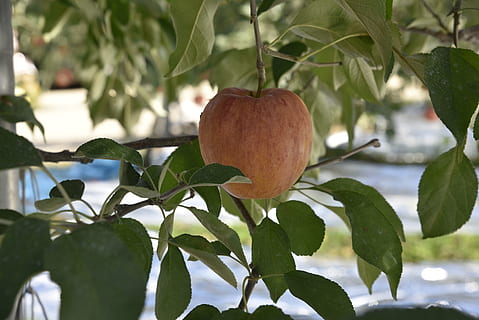 măr, fruct, frunze, parte a plantelor, plantă, creştere, a închide, prospeţime, nici o persoana, mâncat sănătos, să se concentreze asupra primelor elemente, frumusețe în natură, natură, copac, alimente, Culoarea verde, ramură, mancare si bautura, zi, în aer liber, bunăstare, 5K, CC0, domeniu public, fără drepturi de autor