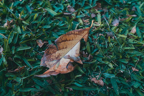 full, planta, arbre, sòl, herba, otoño, xile, tardor, fulla d'auró, rèptil, animal, serp, maple, flor, vegetació, tronc de l'arbre, pètal, invertebrat, insecte, part de la planta, sec, naturalesa, terra, canvi, primer pla, color verd, camp, dia, cap gent, vulnerabilitat, fragilitat, bellesa a la natura, creixement, fulles, vista d’angle alt, a l'aire lliure, condició natural, 5K, CC0, domini públic, lliure de regalies