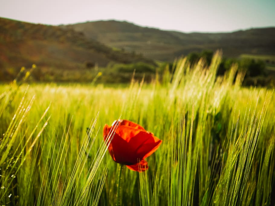 espanya, tocón, primavera, sol, flors, naturalitat, naturalesa, assolellat, arbres, planta, bellesa a la natura, camp, paisatge, vermell, rosella, terra, medi ambient, flor, color verd, planta amb flors, creixement, herba, escena rural, frescor, tranquil·litat, cap gent, cultiu, a l'aire lliure, cap de flor, 2K