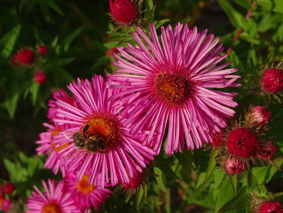 aster, aster amellus, abella, flor, jardí, naturalesa, caure, planta amb flors, fragilitat, vulnerabilitat, planta, bellesa a la natura, pètal, frescor, cap de flor, creixement, inflorescència, primer pla, animals a la natura, invertebrat, fauna animal, insecte, temes d'animals, centrar-se en primer pla, animal, cap gent, color rosa, pol·len, polinització, a l'aire lliure, porpra, 5K