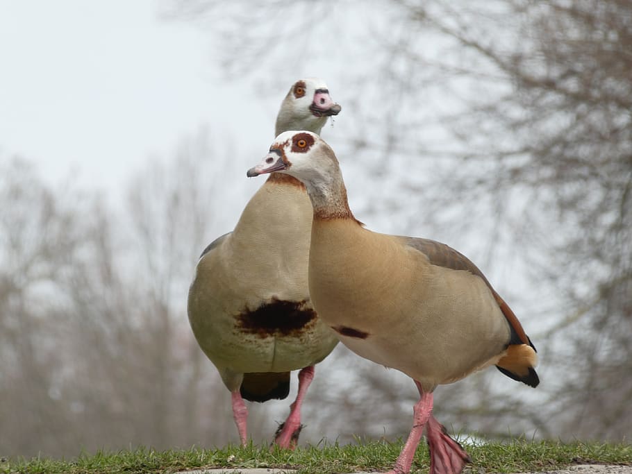 nilgänse, nilgans, parell, junts, naturalesa, el jardí del castell, stuttgart, aus salvatge, tardor, vertebrats, animal, ocell, animals a la natura, temes d'animals, fauna animal, arbre, planta, terra, dia, grup d’animals, centrar-se en primer pla, cap gent, dos animals, camp, hivern, temperatura de fred, a l'aire lliure, boca oberta, 4K