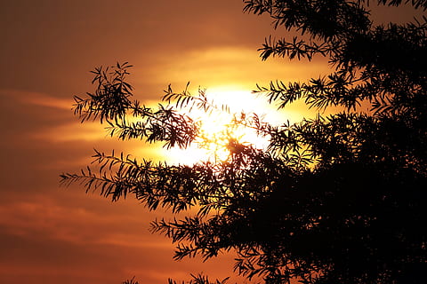 matahari terbenam, Perasaan Senang, matahari, pohon, lampu latar, abendstimmung, langit malam, suasana hati, langit, senja, romantis, alam, penerangan, atmosfer, suasana, beristirahat, Latar Belakang, Jeruk, cahaya, sinar matahari, musim panas, keindahan di alam, ketenangan, menanam, bayangan hitam, scenics - alam, warna oranye, pertumbuhan, tidak ada orang, adegan yang tenang, tampilan sudut rendah, awan - langit, idilis, cabang, di luar rumah, adegan non-urban, langit romantis, pohon jenis konifera, 5K, CC0, domain publik, bebas royalti