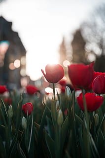 rood, roos, bloembollenvelden, bloem, bloeiende plant, fabriek, versheid, schoonheid in de natuur, kwetsbaarheid, detailopname, groei, breekbaarheid, natuur, bloemblad, focus op de voorgrond, geen mensen, tulp, bloemhoofd, bloeiwijze, hemel, buitenshuis, plant stengel, de lente, 5K, CC0, publiek domein, royaltyvrij