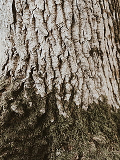 grå treskuff, trestamme, stamme, strukturert, tre, full ramme, bakgrunn, plantebark, nærbilde, anlegg, ujevn, ingen folk, mønster, natur, vekst, dag, bark, naturlig mønster, utendørs, brun, fokusere på forgrunnen, teksturert effekt, lichen, 8K, CC0, offentlig domene, opphavsrett gratis