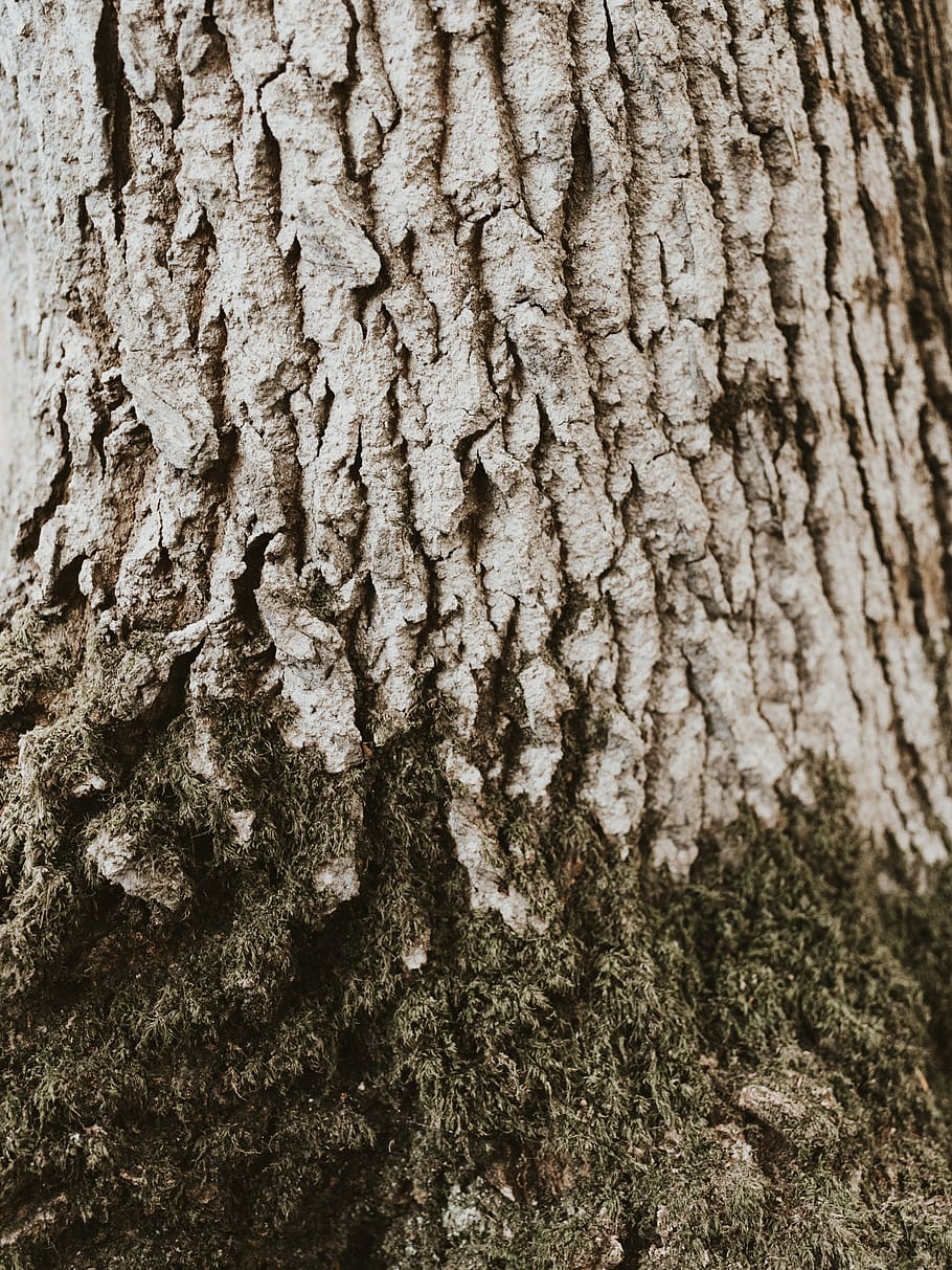 grå treskuff, trestamme, stamme, strukturert, tre, full ramme, bakgrunn, plantebark, nærbilde, anlegg, ujevn, ingen folk, mønster, natur, vekst, dag, bark, naturlig mønster, utendørs, brun, fokusere på forgrunnen, teksturert effekt, lichen, 8K