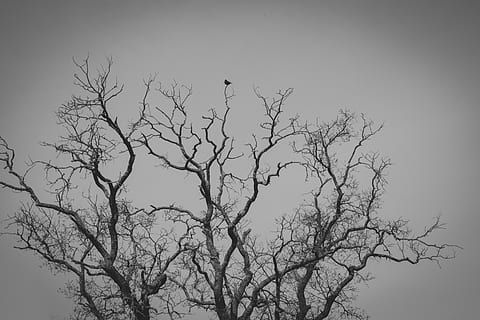 tree illustraiton, tree, plant, bird, silhouette, animal, tree trunk, bnw, matte, bw, blackandwhite, oak, nature, flying, fog, vulture, crow, gray, transportation, airplane, aircraft, bare tree, branch, sky, vertebrate, animal wildlife, low angle view, animal themes, perching, animals in the wild, no people, group of animals, day, outdoors, tranquility, 5K, CC0, public domain, royalty free