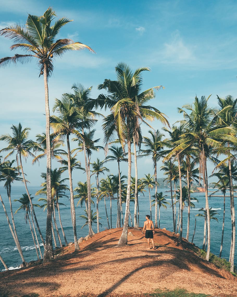persona, de peu, brutícia, envoltat, arbres de coco, aventura, fons, platja, bonic, blau, festa, idíl·lic, estil de vida, masculí, home, natural, naturalesa, oceà, palmeres, paradís, relaxació, Resort, escènic, vora del mar, ombres, cel, estiu, tranquil, arbres, tropical, vacances, caminar, aigua, clima tropical, Palmera, arbre, planta, creixement, terra, persones reals, bellesa a la natura, estils de vida, llum solar, una persona, dia, vista del darrere, activitat d'oci, tronc de l'arbre, palmera de coco, a l'aire lliure, arbre tropical, 4K