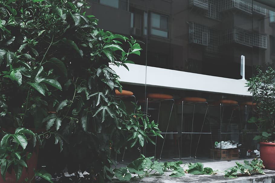 verd, fulles, planta, embuatat, cadires, arquitectura, edifici, la llum del dia, medi ambient, jardí, paisatge, a l'aire lliure, plantes, urbà, estructura construïda, exterior de l'edifici, creixement, arbre, naturalesa, cap gent, dia, finestra, part de la planta, full, casa, color verd, barri residencial, vidre - material, ciutat, davant o pati del darrere, 4K