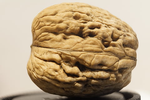 nou, noguera, shell, a l'interior, primer pla, tir de l'estudi, cap gent, vegetals, art i artesania, sol objecte, museu, creativitat, menjar, centrar-se en primer pla, alimentació saludable, animal, fons blanc, menjar i beguda, representació, tallar, antic, benestar, expressió facial, 5K, CC0, domini públic, lliure de regalies