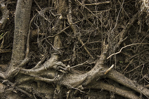albero, radice, inferno, natura, demone, terra, metropolitana, pianta, tronco, tronco d'albero, nessuno, parte vegetale, foresta, ramo, la tranquillità, giorno, crescita, bosco, all'aperto, coperto di vegetazione, legno - materiale, bellezza nella natura, fotogramma intero, pianta morta, ingarbugliato, complessità, 5K, CC0, dominio pubblico, privo di copyright