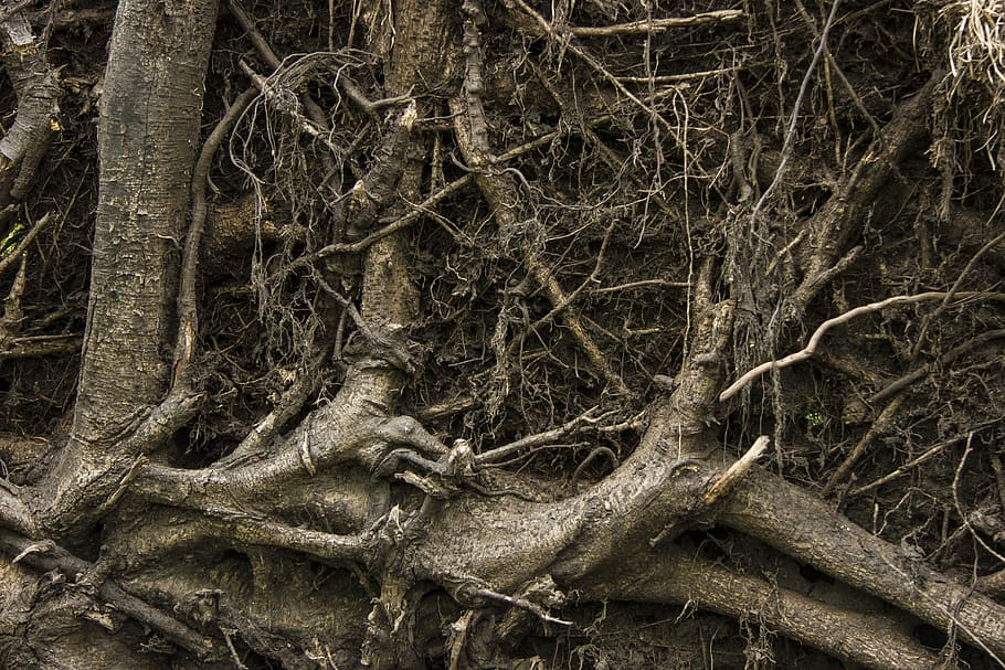 albero, radice, inferno, natura, demone, terra, metropolitana, pianta, tronco, tronco d'albero, nessuno, parte vegetale, foresta, ramo, la tranquillità, giorno, crescita, bosco, all'aperto, coperto di vegetazione, legno - materiale, bellezza nella natura, fotogramma intero, pianta morta, ingarbugliato, complessità, 5K
