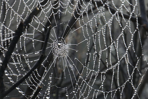 teranyina, naturalesa, fragilitat, vulnerabilitat, primer pla, aranya, centrar-se en primer pla, cap gent, patró, artròpode, aràcnids, tirar, marc complet, invertebrat, animal, patró natural, temes d'animals, bellesa a la natura, fons, web, complexitat, a l'aire lliure, rosada, gota de pluja, 4K, CC0, domini públic, lliure de regalies