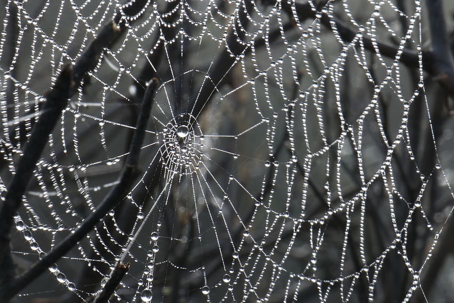 teranyina, naturalesa, fragilitat, vulnerabilitat, primer pla, aranya, centrar-se en primer pla, cap gent, patró, artròpode, aràcnids, tirar, marc complet, invertebrat, animal, patró natural, temes d'animals, bellesa a la natura, fons, web, complexitat, a l'aire lliure, rosada, gota de pluja, 4K