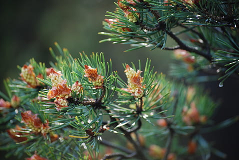 Kiefer, Zapfen, Grün, Wald, Natur, Pflanze, Wachstum, Baum, Schönheit in der Natur, grüne Farbe, Tag, Ast, keine Leute, Nahansicht, selektiver Fokus, Fokus auf den Vordergrund, Nadelbaum, Nadel - Pflanzenteil, draußen, Ruhe, Pflanzenteil, Frische, Blatt, 4K, CC0, gemeinfrei, lizenzfrei