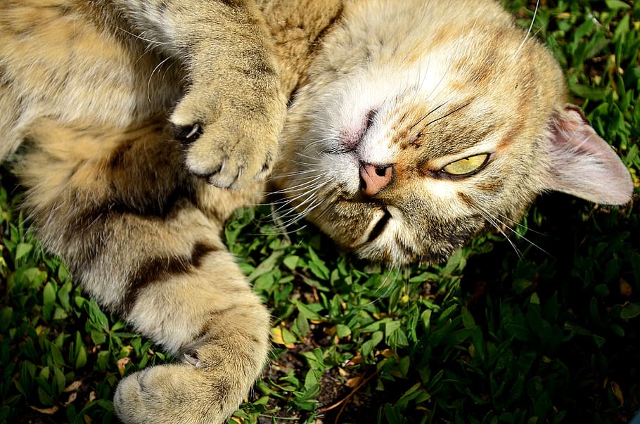 gatto, testa Rossa, dente di leone, predatore, animali, occhi, felino, avvicinamento, capo, persona, pelliccia, piede, erba, baffi, mammifero, temi animali, animale, gatto domestico, un animale, animali domestici, vertebrato, domestico, nessuno, rilassamento, natura, pianta, occhi chiusi, vista dall'alto, baffo, parte vegetale, soriano, 2K