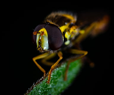 Makro, fliegen, Gorzalka, Tierthemen, Tier, wirbellos, ein Tier, Insekt, Tierwelt, Nahansicht, Tiere in freier Wildbahn, keine Leute, Natur, schwarzer Hintergrund, Tierkörperteil, Pflanze, grüne Farbe, Tierauge, Studioaufnahme, extreme Nahaufnahme, Fokus auf den Vordergrund, Auge, Tierkopf, 2K, CC0, gemeinfrei, lizenzfrei