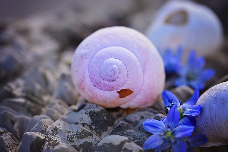 blanc, closca de cargol, roques, chionodoxa luciliae, espatllat, buit, closca de cargol buida, flors, shell, pedra, flor, primer pla, planta, planta amb flors, fauna animal, naturalesa, porpra, animal, bellesa a la natura, cap gent, frescor, temes d'animals, centrar-se en primer pla, invertebrat, closca d’animals, fragilitat, menjar, vegetals, animals a la natura, safrà, 5K