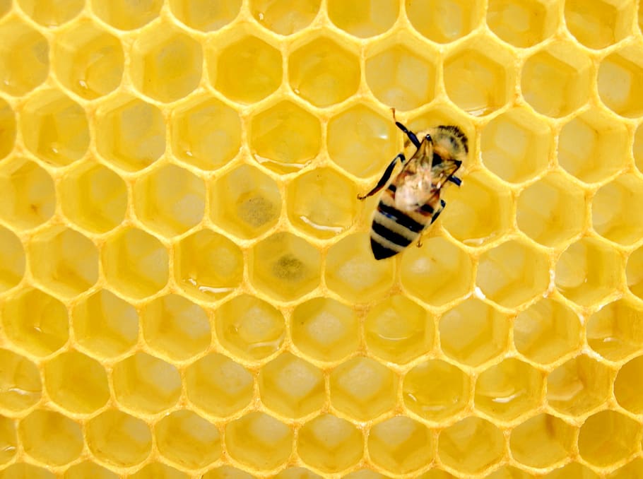 groc, abella, bresca, insecte, mel d'abella, invertebrat, animal, mel, menjar, patró, patró de pinta de mel, apinae, naturalesa, patró natural, àcids, pinta de mel, Abellot, niu d'ocells, niu, fauna animal, temes d'animals, un animal, primer pla, animals a la natura, apicultura, cap gent, rusc, bellesa a la natura, dia, a l'aire lliure, polinització, 2K