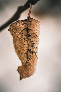 folha marrom secada, fechar-se, suspensão, seco, ninguém, parte da planta, folha, Castanho, focar em primeiro plano, plantar, natureza, ao ar livre, árvore, fragilidade, dia, Comida, foco seletivo, vulnerabilidade, ramo, outono, condição natural, 8K, CC0, domínio público, royalty free